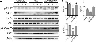 Bee Pollen Polysaccharide From Rosa rugosa Thunb. (Rosaceae) Promotes Pancreatic β-Cell Proliferation and Insulin Secretion